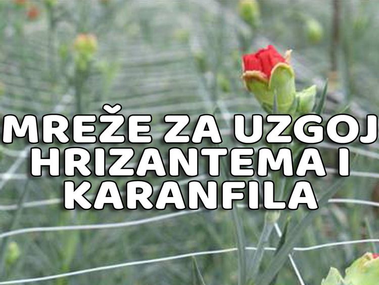 mreže za uzgoj hrizantema i karanfila
