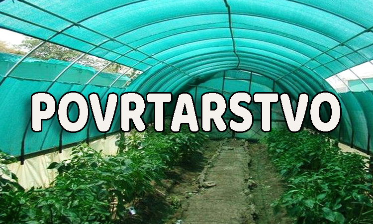povrtarstvo