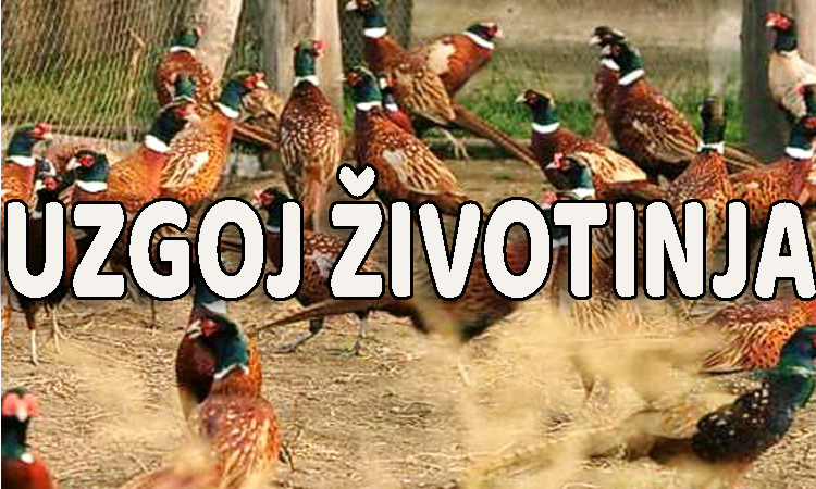 uzgoj životinja